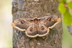 Saturnia pyri / Wiener Nachtpfauenauge / Large emperor moth