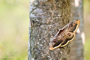 Saturnia pyri / Wiener Nachtpfauenauge / Large emperor moth