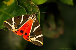 Euplagia quadripunctaria / Russischer Bär, Spanische Flagge / Jersey tiger