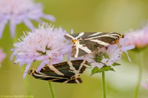 Euplagia quadripunctaria / Russischer Bär, Spanische Flagge / Jersey tiger