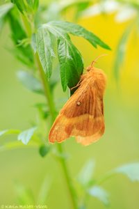 Marumba quercus / Eichenschwärmer / Oak hawk-moth