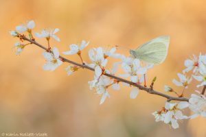 Pieris rapae / Kleiner Kohlweißling / Small white