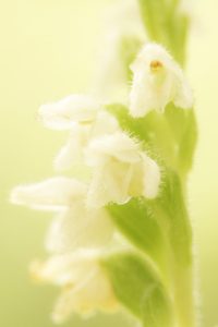 Goodyera repens / Kriechendes Netzblatt / Creeping lady's-tresses