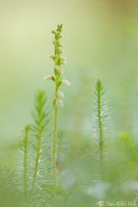 Goodyera repens / Kriechendes Netzblatt / Creeping lady's-tresses