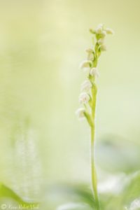 Goodyera repens / Kriechendes Netzblatt / Creeping lady's-tresses