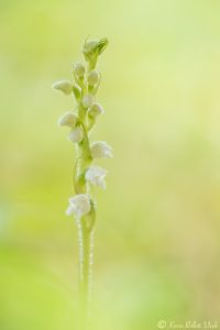 Goodyera repens / Kriechendes Netzblatt / Creeping lady's-tresses