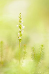 Goodyera repens / Kriechendes Netzblatt / Creeping lady's-tresses