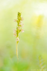 Goodyera repens / Kriechendes Netzblatt / Creeping lady's-tresses