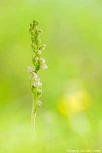 Goodyera repens / Kriechendes Netzblatt / Creeping lady's-tresses