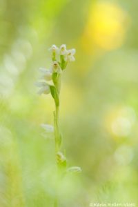 Goodyera repens / Kriechendes Netzblatt / Creeping lady's-tresses