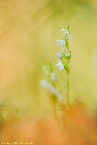 Goodyera repens / Kriechendes Netzblatt / Creeping lady's-tresses