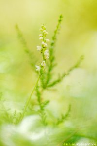 Goodyera repens / Kriechendes Netzblatt / Creeping lady's-tresses