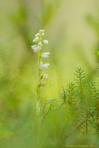 Goodyera repens / Kriechendes Netzblatt / Creeping lady's-tresses