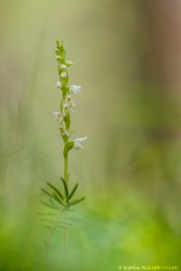 Goodyera repens / Kriechendes Netzblatt / Creeping lady's-tresses