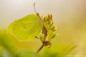 Gonepteryx rhamni / Zitronenfalter / Brimstone