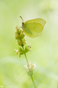 Gonepteryx rhamni / Zitronenfalter / Brimstone