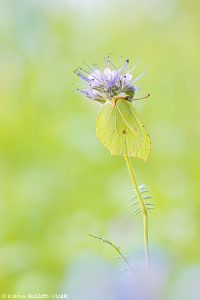 Gonepteryx rhamni / Zitronenfalter / Brimstone