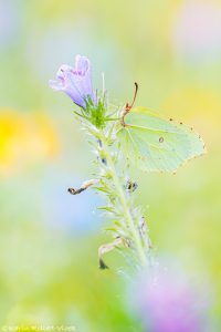 Gonepteryx rhamni / Zitronenfalter / Brimstone