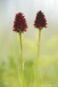 Nigritella rhellicani / Schwarzes Kohlröschen / Dark vanilla orchid