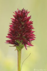 Nigritella rhellicani / Schwarzes Kohlröschen / Dark vanilla orchid