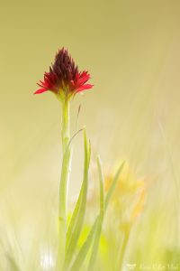 Nigritella rhellicani / Schwarzes Kohlröschen / Dark vanilla orchid