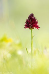 Nigritella rhellicani / Schwarzes Kohlröschen / Dark vanilla orchid