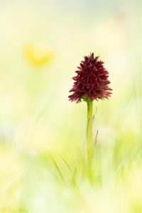 Nigritella rhellicani / Schwarzes Kohlröschen / Dark vanilla orchid