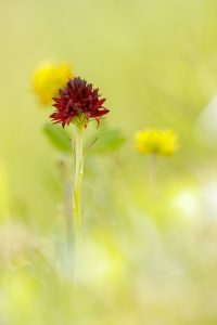 Nigritella rhellicani / Schwarzes Kohlröschen / Dark vanilla orchid