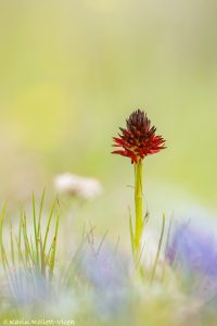 Nigritella rhellicani / Schwarzes Kohlröschen / Dark vanilla orchid