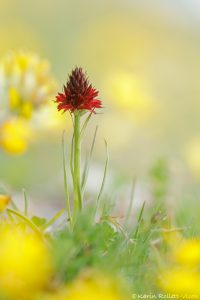 Nigritella rhellicani / Schwarzes Kohlröschen / Dark vanilla orchid