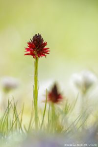 Nigritella rhellicani / Schwarzes Kohlröschen / Dark vanilla orchid