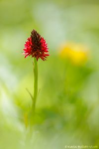 Nigritella rhellicani / Schwarzes Kohlröschen / Dark vanilla orchid