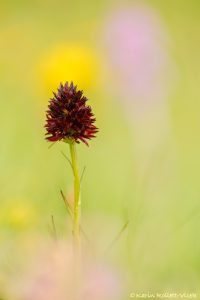 Nigritella rhellicani / Schwarzes Kohlröschen / Dark vanilla orchid