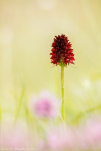 Nigritella rhellicani / Schwarzes Kohlröschen / Dark vanilla orchid