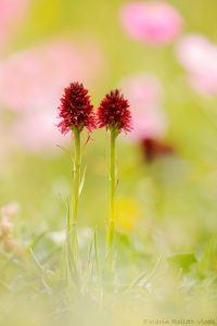 Nigritella rhellicani / Schwarzes Kohlröschen / Dark vanilla orchid