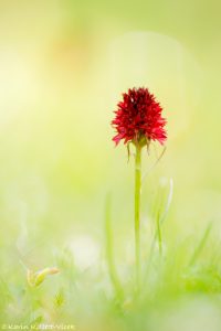 Nigritella rhellicani / Schwarzes Kohlröschen / Dark vanilla orchid