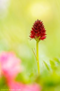 Nigritella rhellicani / Schwarzes Kohlröschen / Dark vanilla orchid