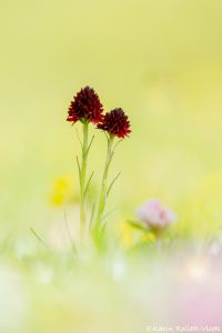 Nigritella rhellicani / Schwarzes Kohlröschen / Dark vanilla orchid