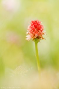 Nigritella rhellicani / Schwarzes Kohlröschen / Dark vanilla orchid