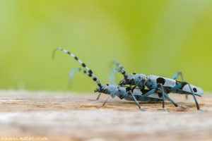 Rosalia alpina / Alpenbock