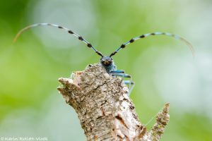 Rosalia alpina / Alpenbock