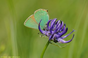 Callophrys rubi / Grüner Zipfelfalter / Green hairstreak