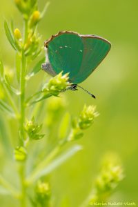 Callophrys rubi / Grüner Zipfelfalter / Green hairstreak