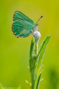 Callophrys rubi / Grüner Zipfelfalter / Green hairstreak