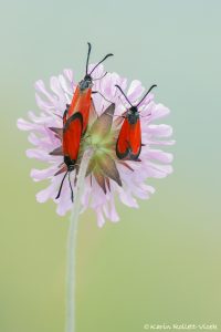 Zygaena rubicundus / Rot-Widderchen / Fulvous burnet