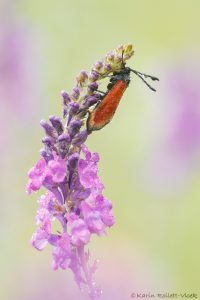 Zygaena rubicundus / Rot-Widderchen / Fulvous burnet