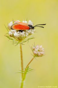 Zygaena rubicundus / Rot-Widderchen / Fulvous burnet