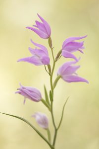 Cephalanthera rubra / Rotes Waldvöglein / Red Helleborine