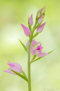 Cephalanthera rubra / Rotes Waldvöglein / Red Helleborine