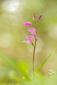 Cephalanthera rubra / Rotes Waldvöglein / Red Helleborine